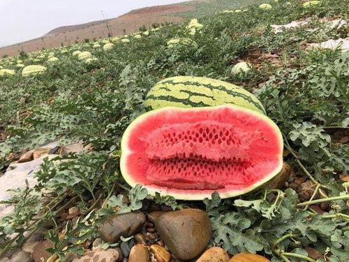 新疆吃瓜网红叫什么名字,瓜界新宠，带你领略西域风情  第1张