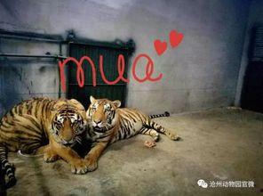 今日动物爆料最新消息图片,奇趣瞬间，捕捉动物界的瞬间精彩  第2张