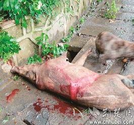 武汉野猪爆料事件视频最新,真相与谣言的较量  第3张